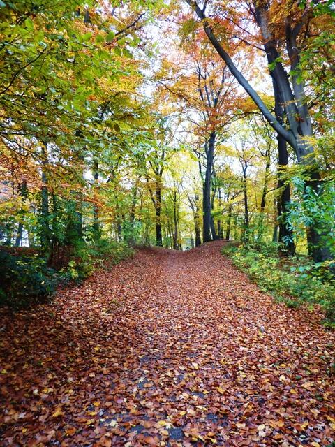 Teppich der Natur...