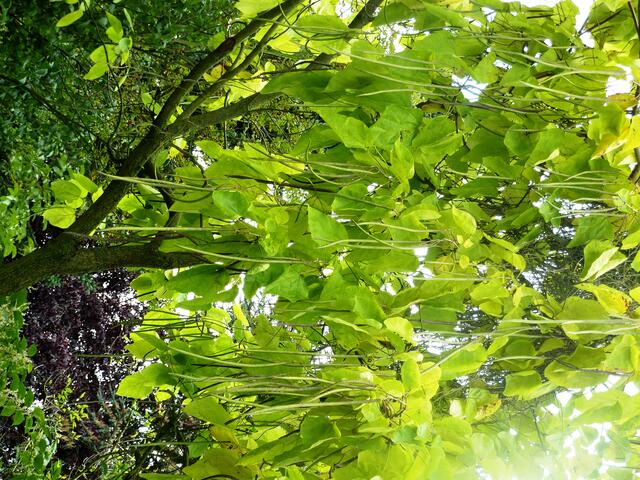 Der Baum, der den Himmel überdachte, wuchs in einem Garten am Weg.