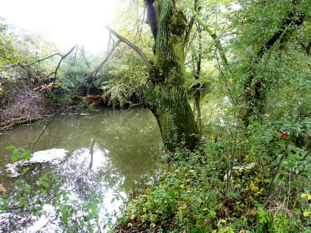 Wilde Vegetation
