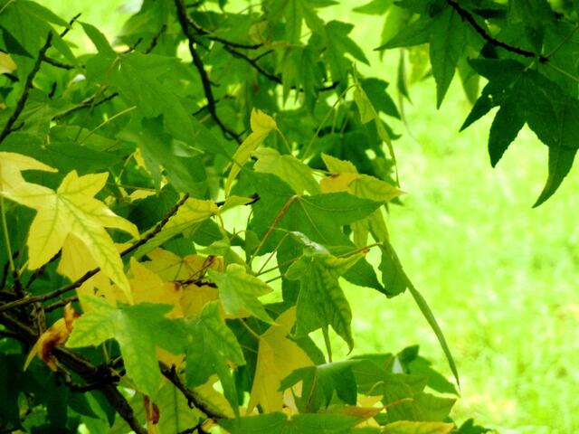 Amberbaum