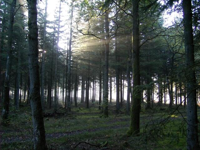 wer hat dich du schöner Wald...............