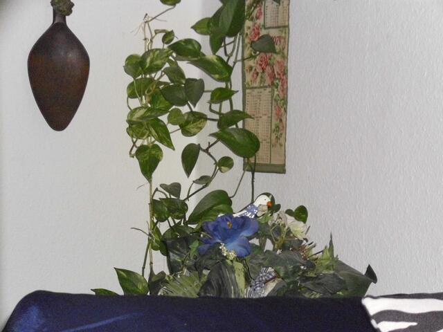 Efeutute,Ableger mit 5 Blättern von mir,vor 2 Jahren eingetopft.