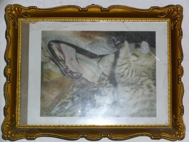 Ein Foto von meinen Arthur hat Alice an der Wand,sie liebte meinen "Katzenhund" sehr