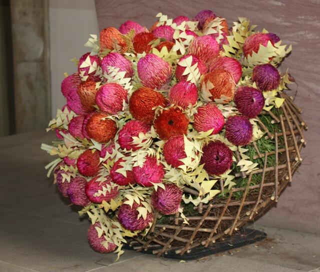 Protea: Blumenschmuck aus dem südlichen Afrika