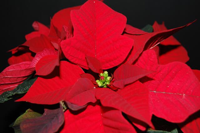 Weihnachtsstern (Euphorbia pulcherrima) aus Mexico