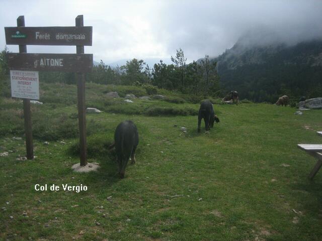 Freilaufende Schweine am Col de Vergio