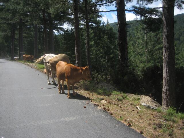 Freilaufende Kühe in der Nähe des Col de Balvella