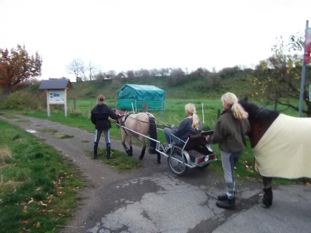 Das richtige Wetter für Island Ponys