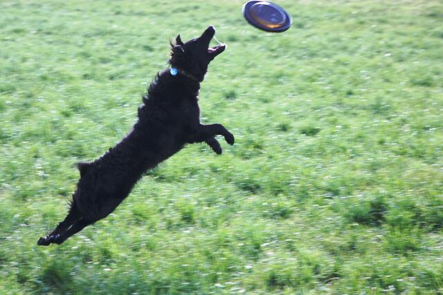 Frisbee spielen macht solchen Spass!
