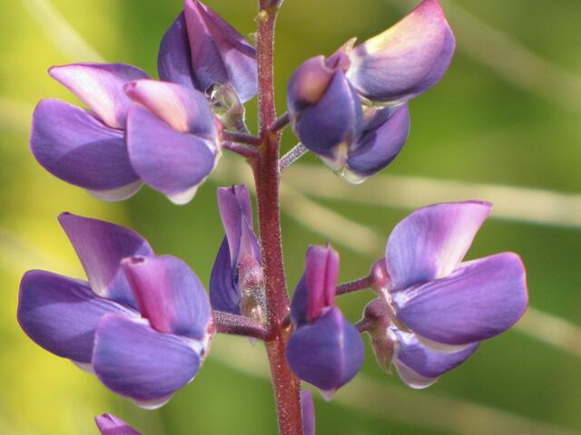 Wildlupine