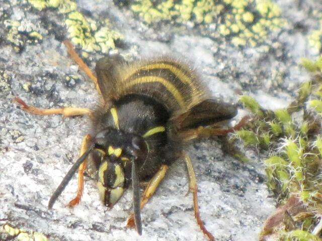 Norwegische Wespe (Dilochovespula norvegica)