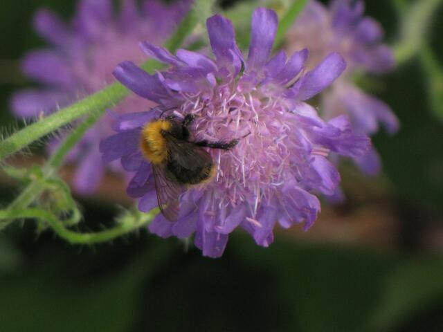Wiesenknautie mit Hummel