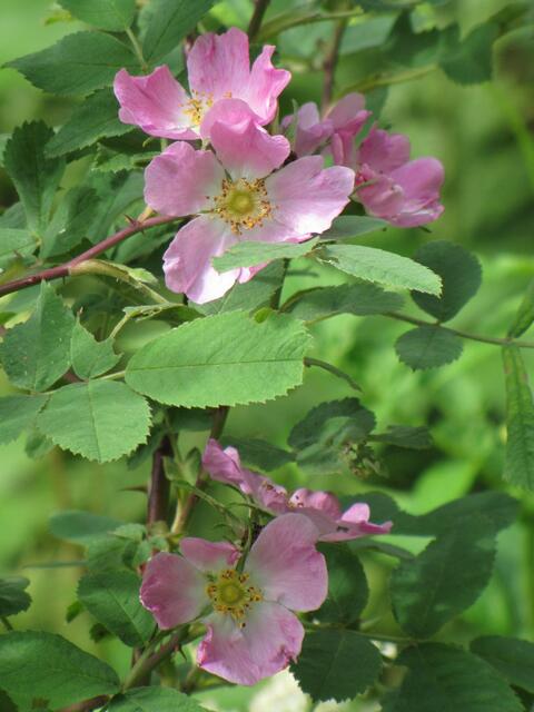 Heckenrose
