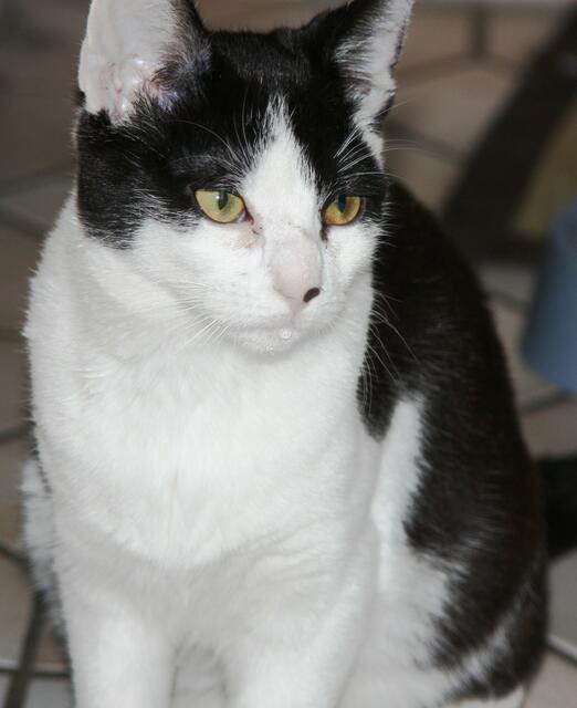 Jetzt ist Pepper schon 4 Monate alt...