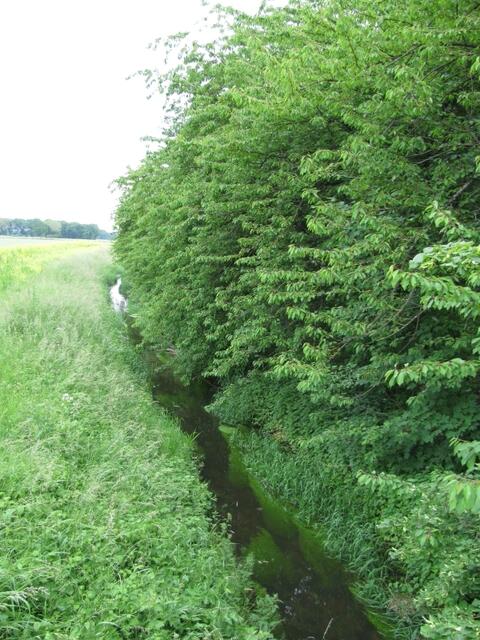 Rethmar im Sommer2010