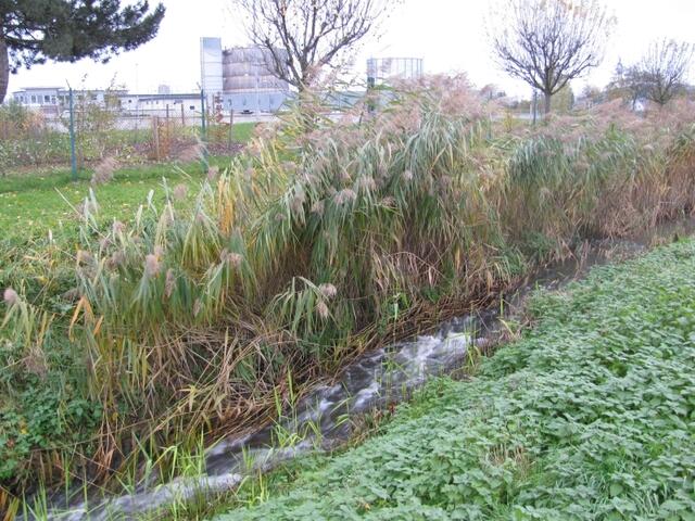 zufluss Klärwerk Sehnde