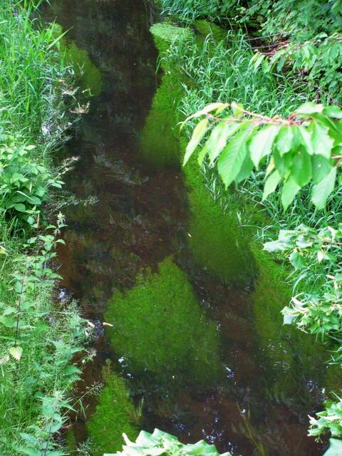 Rethmar im Sommer2010