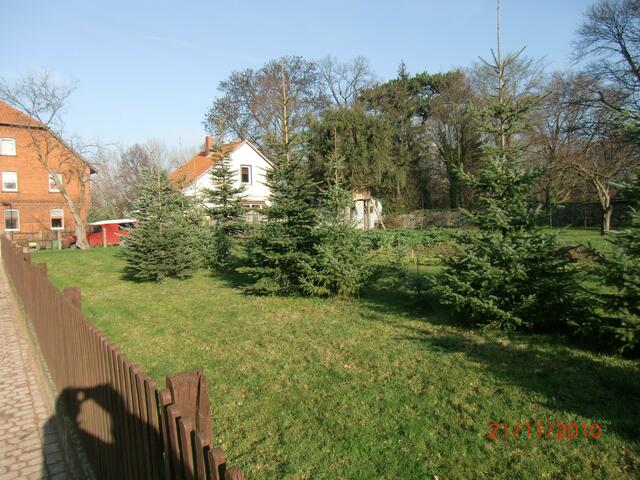 Tannenwald