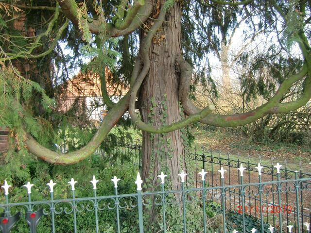 Urig gewachsener Baum