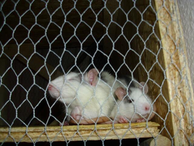 Entspannte Ratten-zahm sind alle!