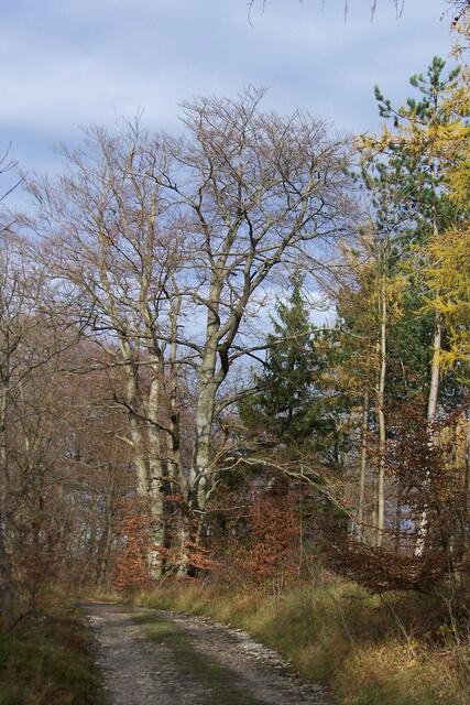 Herbst in den Sieben Bergen