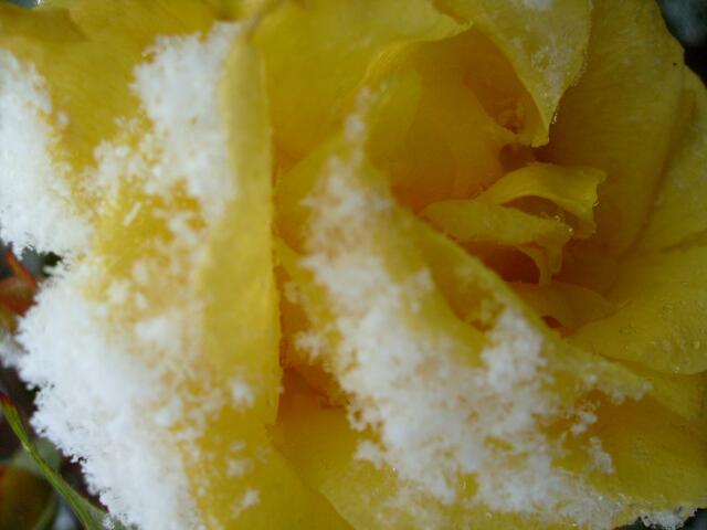Rose mit Schnee
