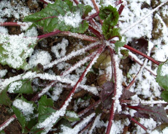 Rote Rüben mit Schneebesatz