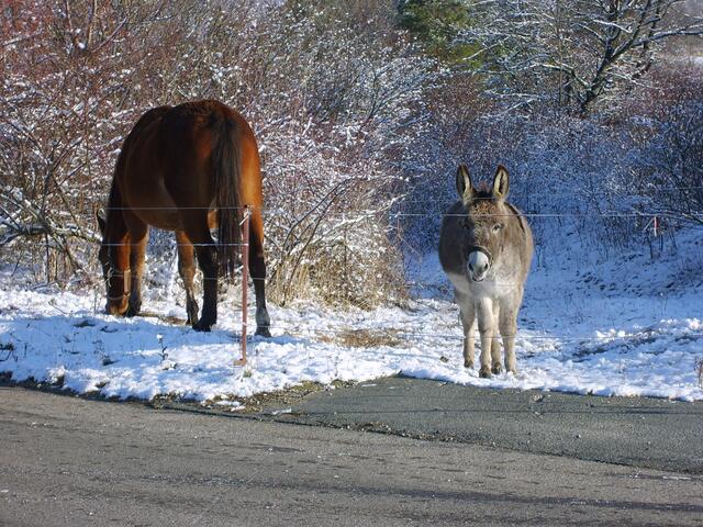 Esel und Pferd