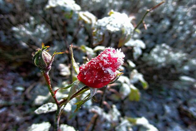 Lonely last rose - letzte einsame Rose in unserem Garten ...