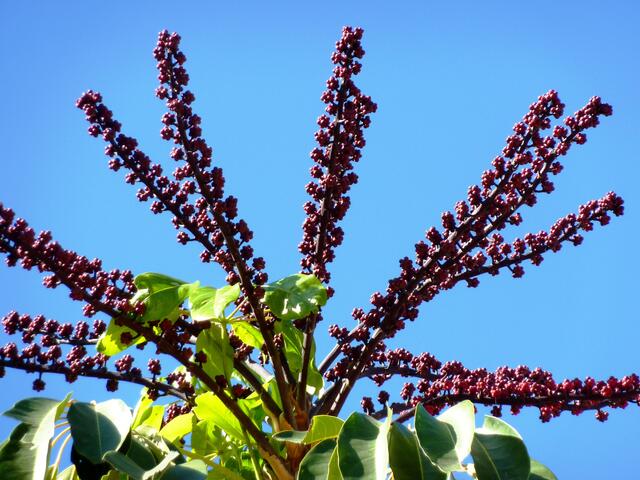 Die Früchte erinnern an Kermesbeeren und die Blätter an zweifarbigen Ficus Benjamin.