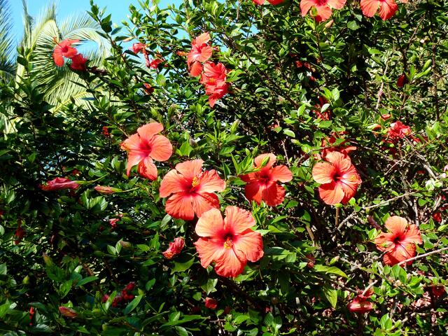 Hibiskushecke