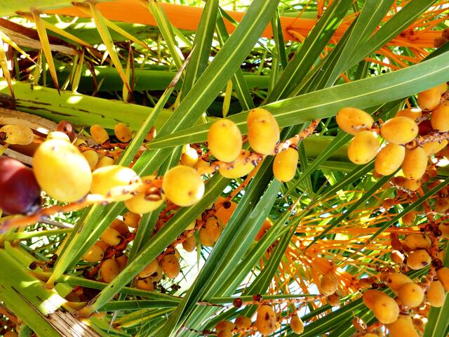 Beerenartige Früchte einer Palme