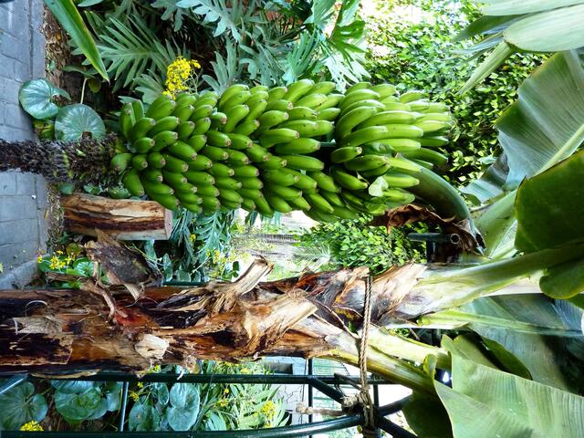 ...Bananenstaude