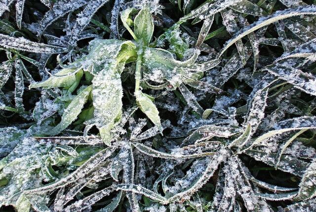 Wolfsmilch im Winterkleid