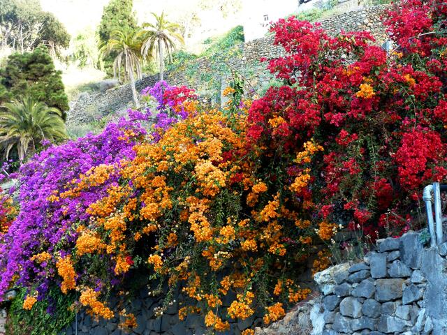 Bunte Bougainvillea bildet einen schönen Kontrast zur Mauer.