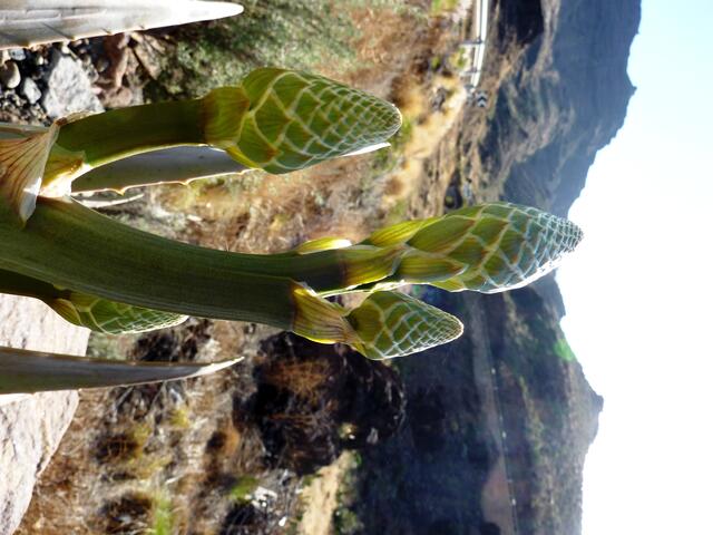 Knospen der Aloe Vera-Blüte