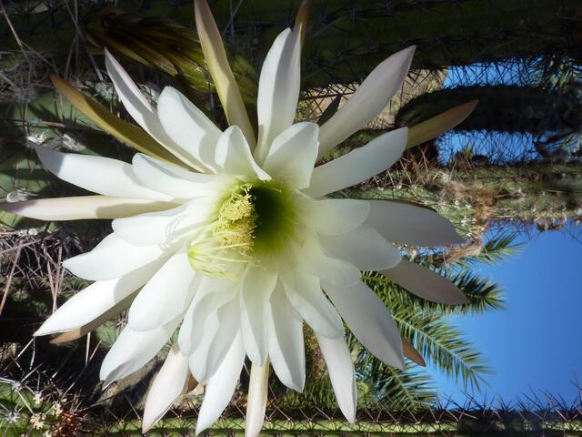 Wahnsinnsblüte. Vielleicht Königin der Nacht? Aber sie hat ja hier tagsüber geblüht.