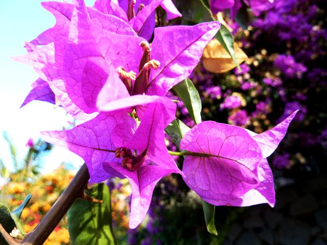 Die gefärbten Blätter der Bougainvillea, in der Mitte sitzt die eigentliche unscheinbare Blüte