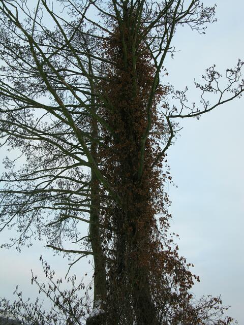 Wilder Herbsthopfen an einem Mühlgrabenbaum