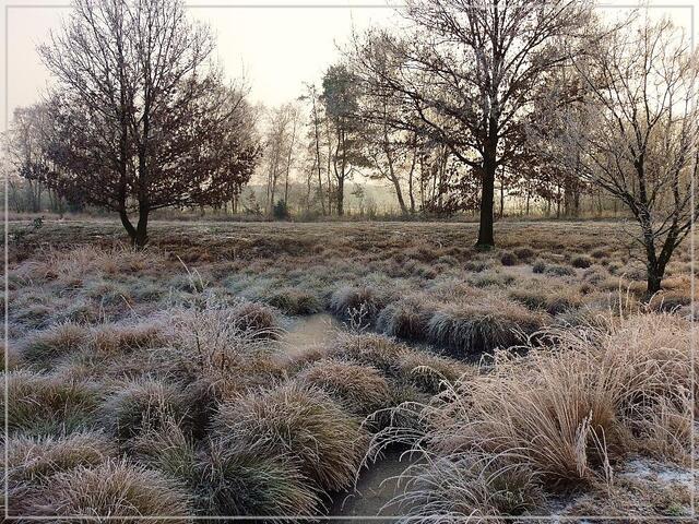 Oppenweher Moor