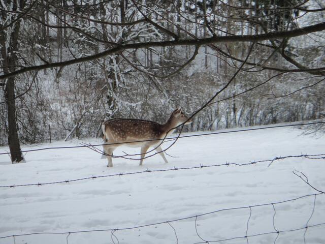 spaziert einsam durch den Schnee
