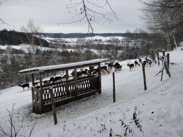 Toller Ausblick hinter der Dammwild-Herde