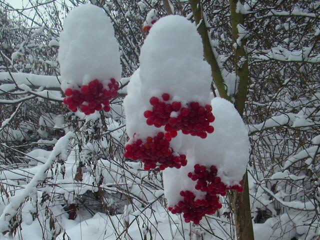 Winterzauber