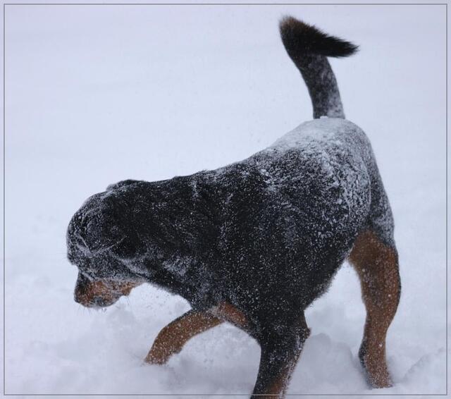 Wo bleiben denn die ganzen kleinen Schneebällchen???