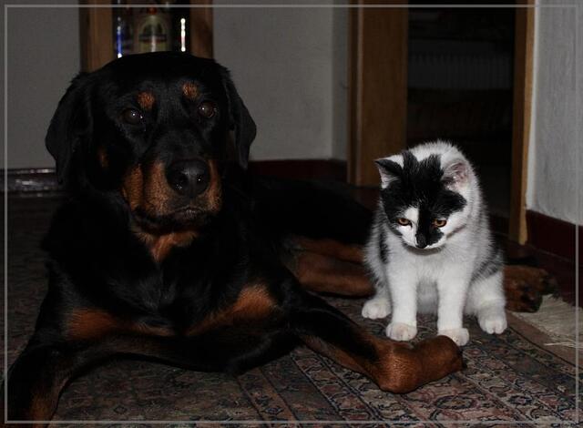 Mascha und Fips haben noch was vor...
