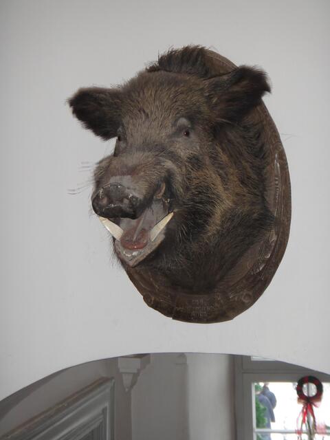 Wildschweinkopf