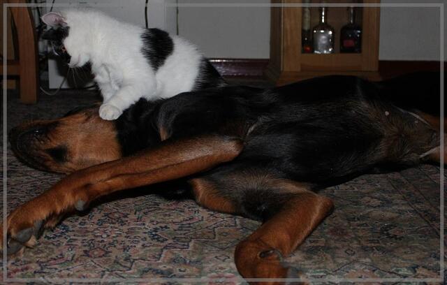 Hund, du musst den Kopf auch ruhig halten. Sonst glaubt das niemand, mit dem Ergeben.