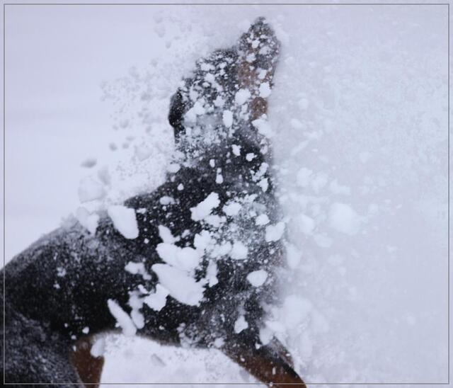 Ach, so geht eine Schneeballschlacht.
