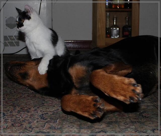 Ich habe sie erlegt! Fraaaauchen, mach doch mal ein Siegerfoto!
