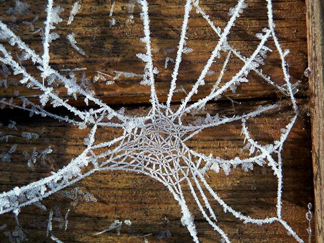 Spinnennetz vereist...